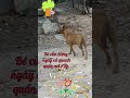 CÚN MONG 1 PHÉP MÀU: Sen trở lại đón cún về nhà mới #Tú Vân Cooking #dog #pets #animals