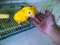 Playing wih my Golden Conure. By Andy Hoo