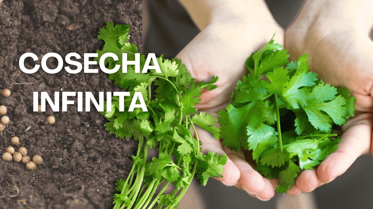 Como Cosechar Cilantro SIN MATARLO - Tecnica para Cosecha Infinita