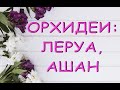 ЛЕРУА,Ашан:ПОТРЯСАЮЩИЙ завоз ОРХИДЕЙ ко Дню учителя,02.10.20,Самара,ТЦ"Космопорт".