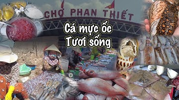 CHỢ HẢI SẢN PHAN THIẾT ĐƯỢC MÙA NHIỀU CÁ TƯƠI XANH , ĂN NHIỀU ĐẶC SẢN MÓN NGON BÌNH THUẬN QUÊ THÁI