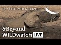 WILDwatch Live | 25 September 2020 | Afternoon Safari | Africa