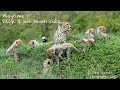 Play time ... cheetah supermom Siligi and her seven cubs