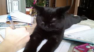 Кот помогает делать уроки(, 2013-11-30T06:32:34.000Z)