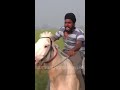 143 million+views 😳#SUBSCRIBE #horseracing #horseriding #marwarihorse #trending #explorepage