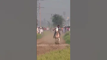 143 Million Views SUBSCRIBE Horseracing Horseriding Marwarihorse Trending Explorepage 