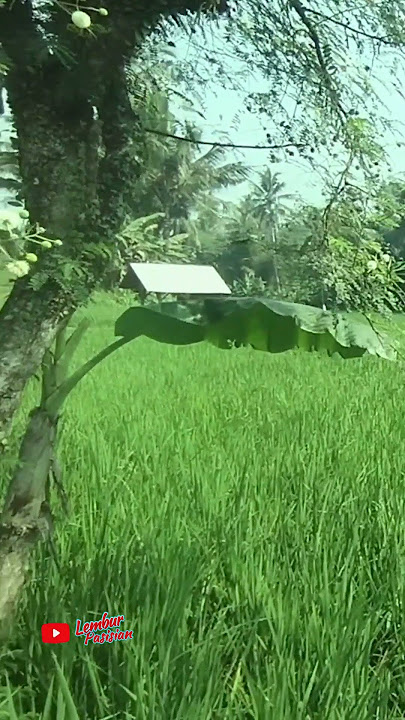 The atmosphere of the rice fields is very beautiful #countryside #view #village #rurallife
