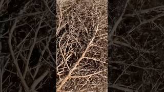 Real Life Tumbleweed Are Heavy And Sharp