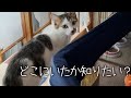 どこ探しても見つけられない時の猫ってどこにいるの？