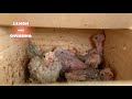 Disturbing scene blood spatter in nest box
