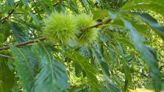 Castanea sativa 'Asplenifolia' kaštanovník jedlý