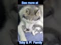 Kitten Think Husky Is His Father