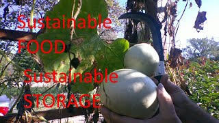 Harvesting Some Bottle Gourds