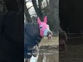 Why are horses like this?!
