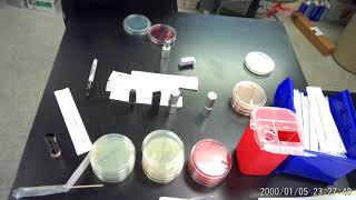 Lipstick Microbial Analysis Part 2: Testing