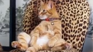 Приколы с животными / ★ Приколы с животными / ★