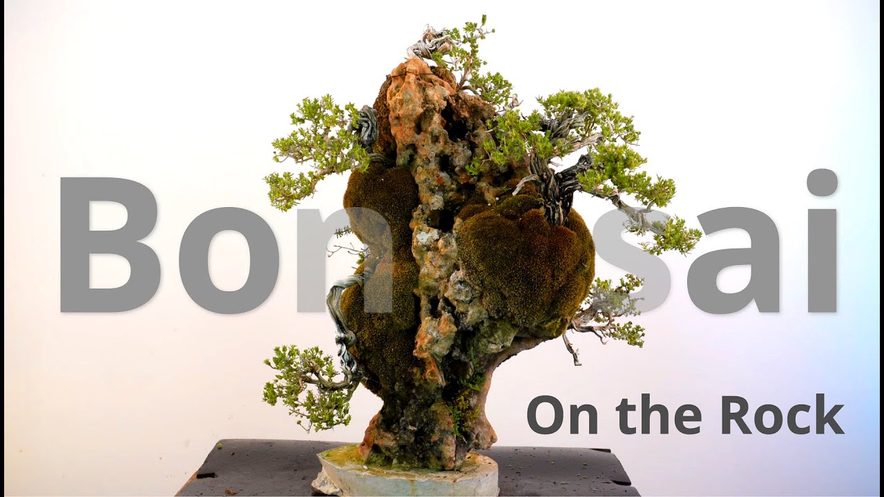 order bonsai tree Bonsai Tree Bundle