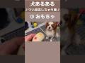 【犬あるある】犬が反応する音 その① #shorts ／犬が喜ぶ音／犬が首をかしげる音／犬が寄ってくる音／犬が好きな音