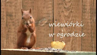 Wiewiórki w ogrodzie