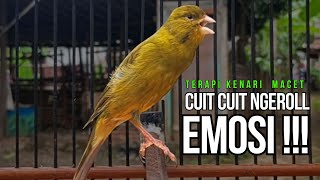 Kenari GACOR ngeroll PANJANG AMPUH untuk PANCINGAN & MASTERAN Kenari PAUD cepat BUNYI !!