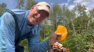 The Ultimate Wildlife Dessert!  (Surprise visitors!!)