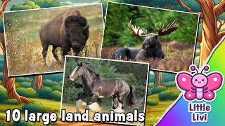 Giant beasts: Discover 10 of the largest land animals