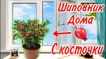 Шиповник дома в горшке с косточки!