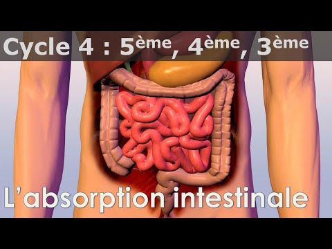 SVT - Cycle 4 - COURS - L&rsquo;absorption intestinale