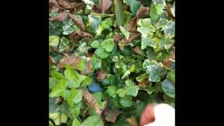#плющ варієгатний #квіти #garden #краса_навколо_нас #життя_в_селі
