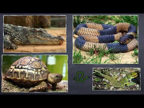 Vídeo: Diferencia Entre Reptiles Y Aves