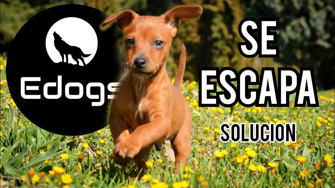 Como evitar que mi perro se escape del patio? / Blog Collar-adiestramiento