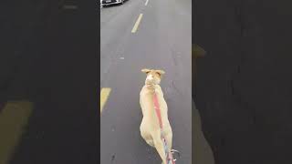 Lara, American Staffordshire Terrier