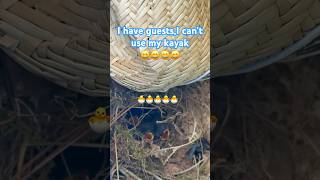 #birds #life #kayak #امریکا #usa #nature #love #طبیعت #friends #chicks #chicken