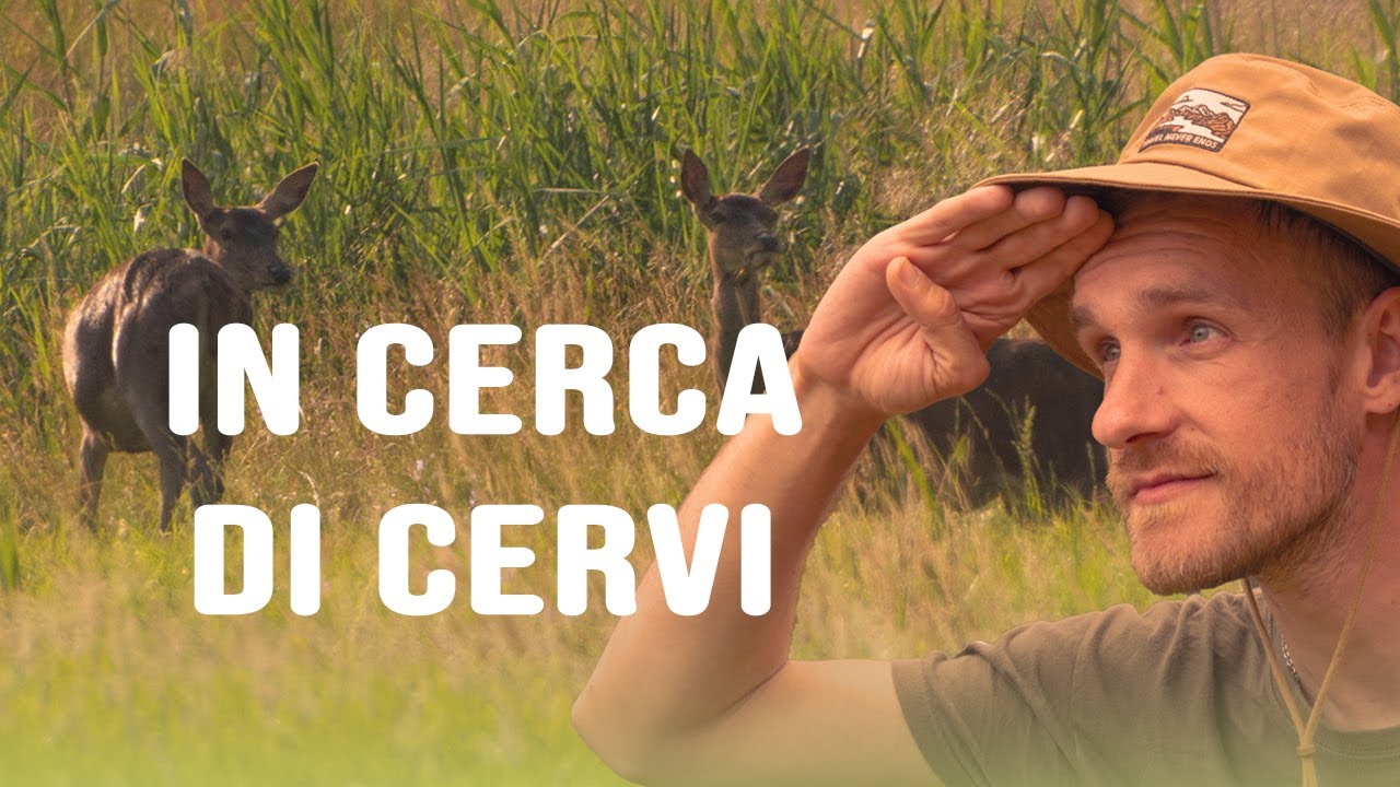 IN CERCA DI CERVI   - Esplorando il Pian di Spagna