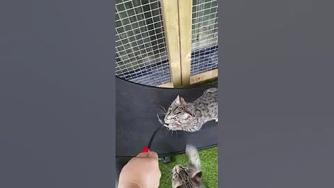 Watch the video about One fast cat bengal mix kitten learning to exercise on the running catwheel