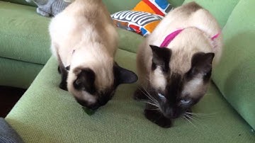 Short Attention Span Siamese Cats First Catnip
