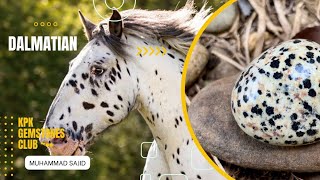 Dalmatian Jasper Gemstone | Muhammad Sajid | Dalmatian Jasper Meaning | Dalmatian Jasper Properties
