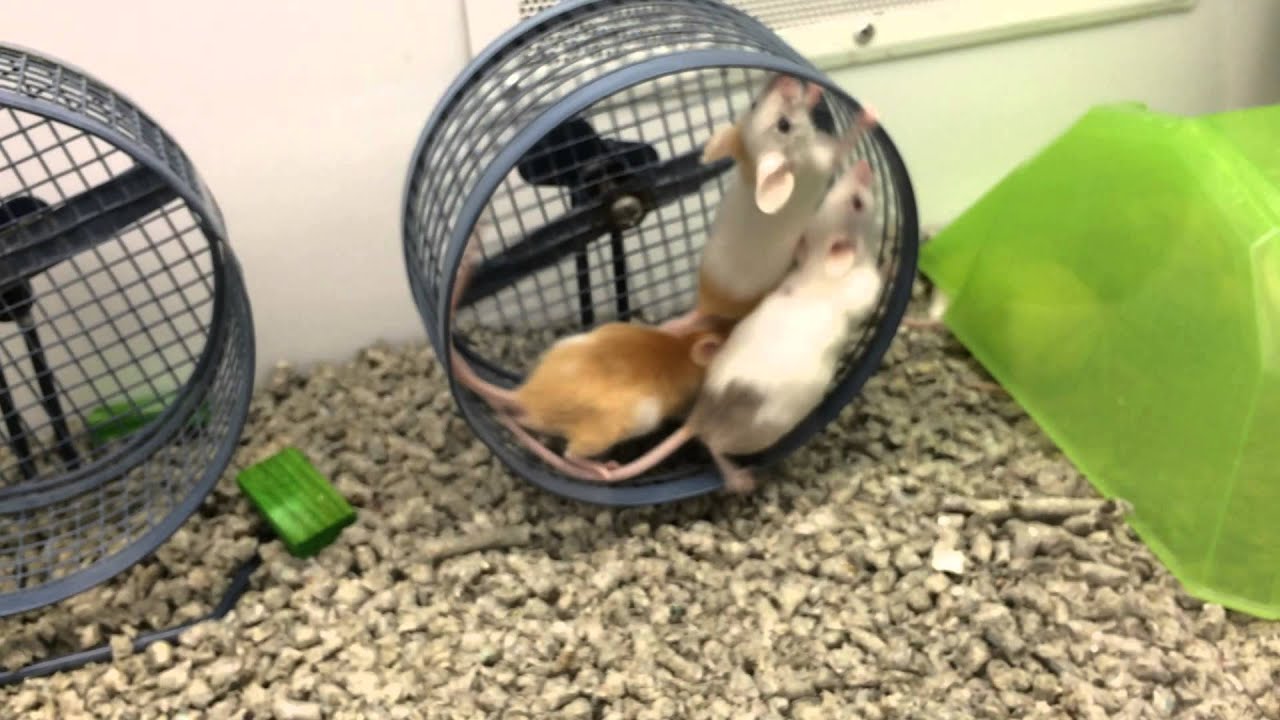 Crazy Petco Mice YouTube crazy-petco-mice-youtube