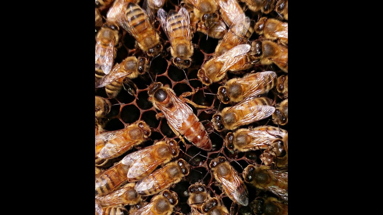 OKSALİK ASİT VARROAYI NASIL ÖLDÜRÜR?