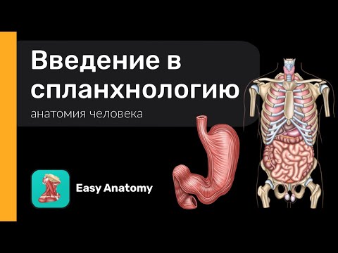 Введение в спланхнологию