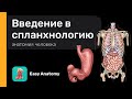 Введение в спланхнологию