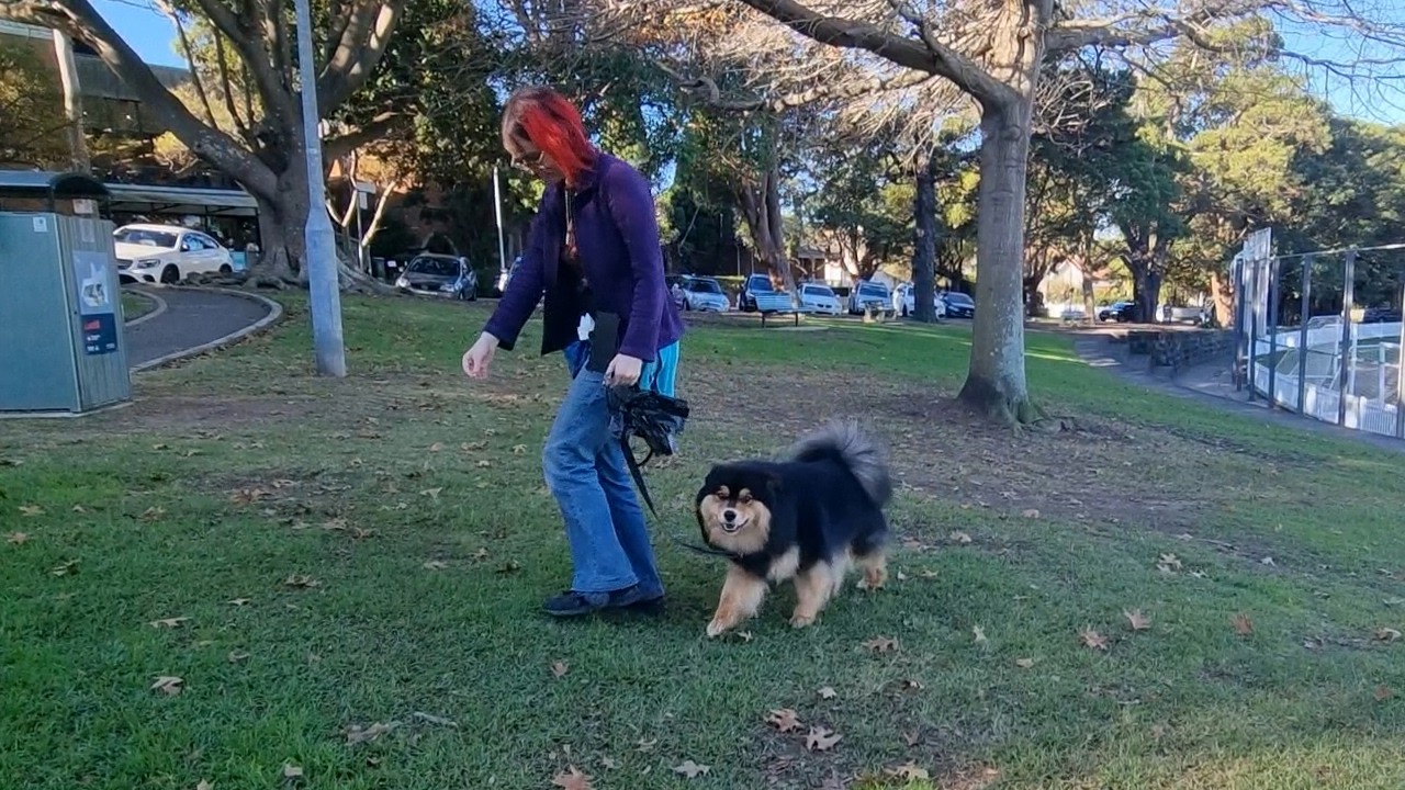 Let's practise some training! Triton the Finnish Lapphund 16/6/26
