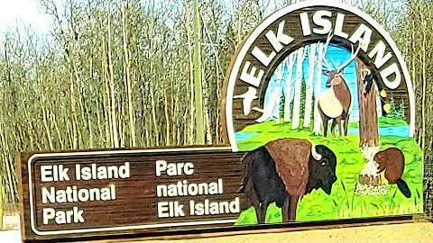 Elk island national park in winter 2022 Edmonton alberta #2022 #visiting #Edmonton #alberta #newpunj