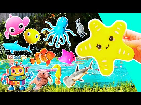 Fun Toys | Sea Animal Names for Kids to Learn at the Splash Pad: Starfish Penguin Clownfish