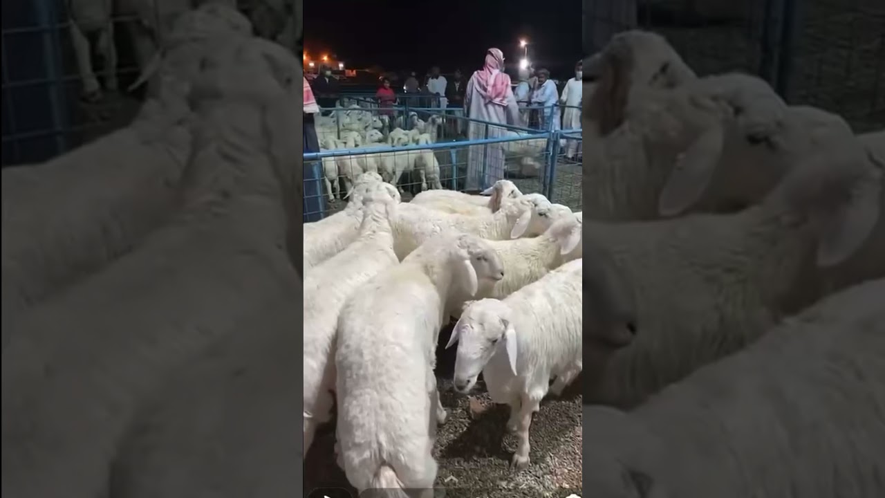 تغطية سوق الحجاز : بالسويرقية يوم: الثلاثاء : 1442/9/15