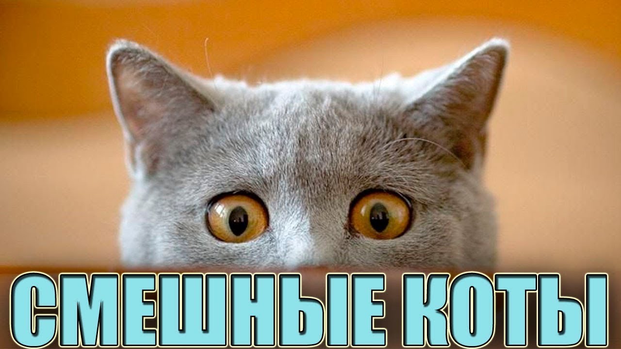 Смешные видосики про котиков