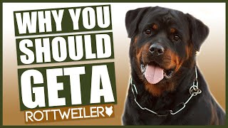 ROTTWEILER! 5 Reasons Why YOU SHOULD Get A Rottweiler!