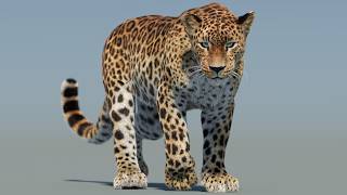 Animated Leopard 3D Model with Fur | VFX-Ready