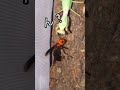 意外な結末www#意外 #逆転 #カマキリ #蜂 #戦い #自然 #自然界 #自然界隈