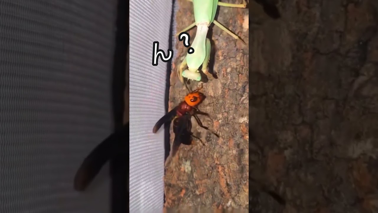 意外な結末www#意外 #逆転 #カマキリ #蜂 #戦い #自然 #自然界 #自然界隈